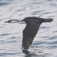 Black-faced Cormorant